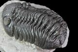 Very Nice, Morocops Trilobite - Great Eye Facets #86079-3